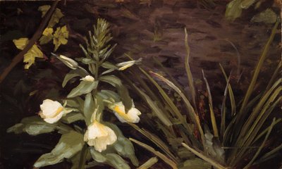 Onagra en flor de Valdemar Schønheyder Møller